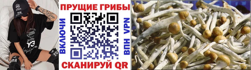закладка  Поронайск  Псилоцибиновые грибы прущие грибы 